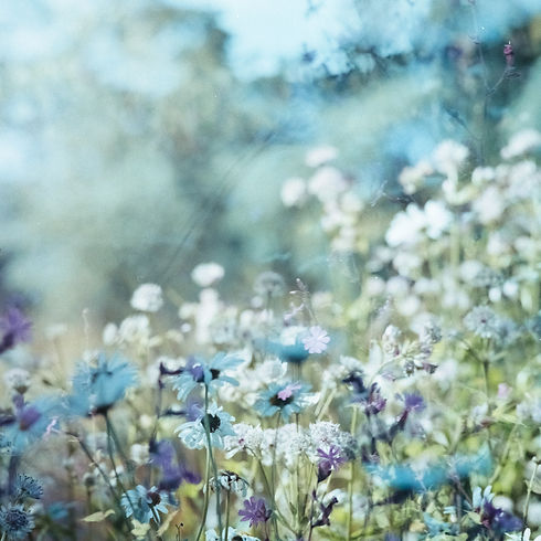 Image by Annie Spratt