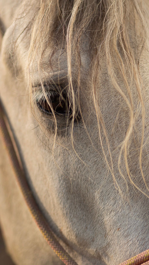 Ranch Mont-Tremblant