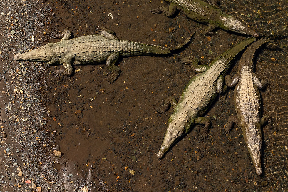 Crocodiles Río Tárcoles