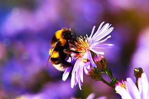 Image by Krzysztof Niewolny