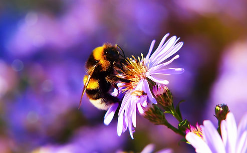 Allergie, Pollen, Hypnose, Hypnosetherapie Strauß