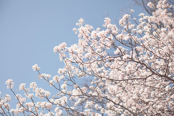 Image by Kristin Brown