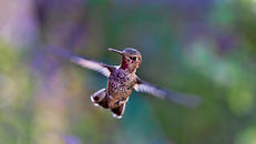 Image by Bill Williams