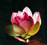 Image by Olia Nayda