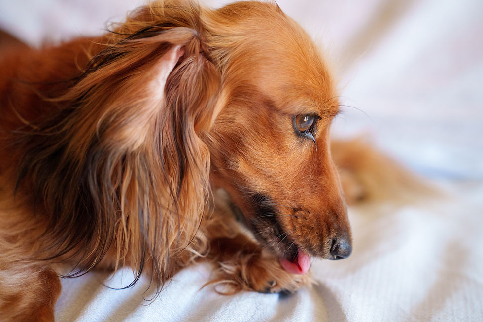 Hond smakt na eten, een subtiel signaal van ongemak