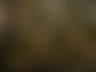 Embracing Eco-Therapy: Nature’s Healing Power for Mental Health