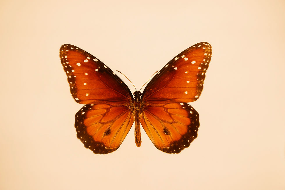 An artist is an instrument through which the Universe reveals itself.