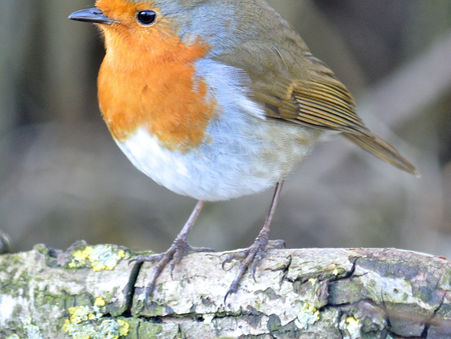Erithacus rubecula