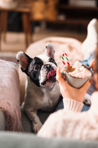 Keeping Your Dog Safe During the Holidays