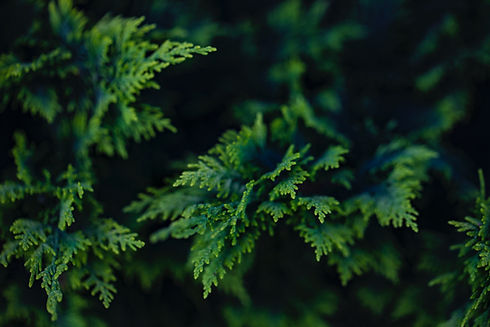 Eastern White Cedar