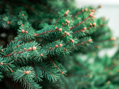 Happy Holidays To All of You!