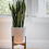 Thumbnail: Sansevieria Laurentii