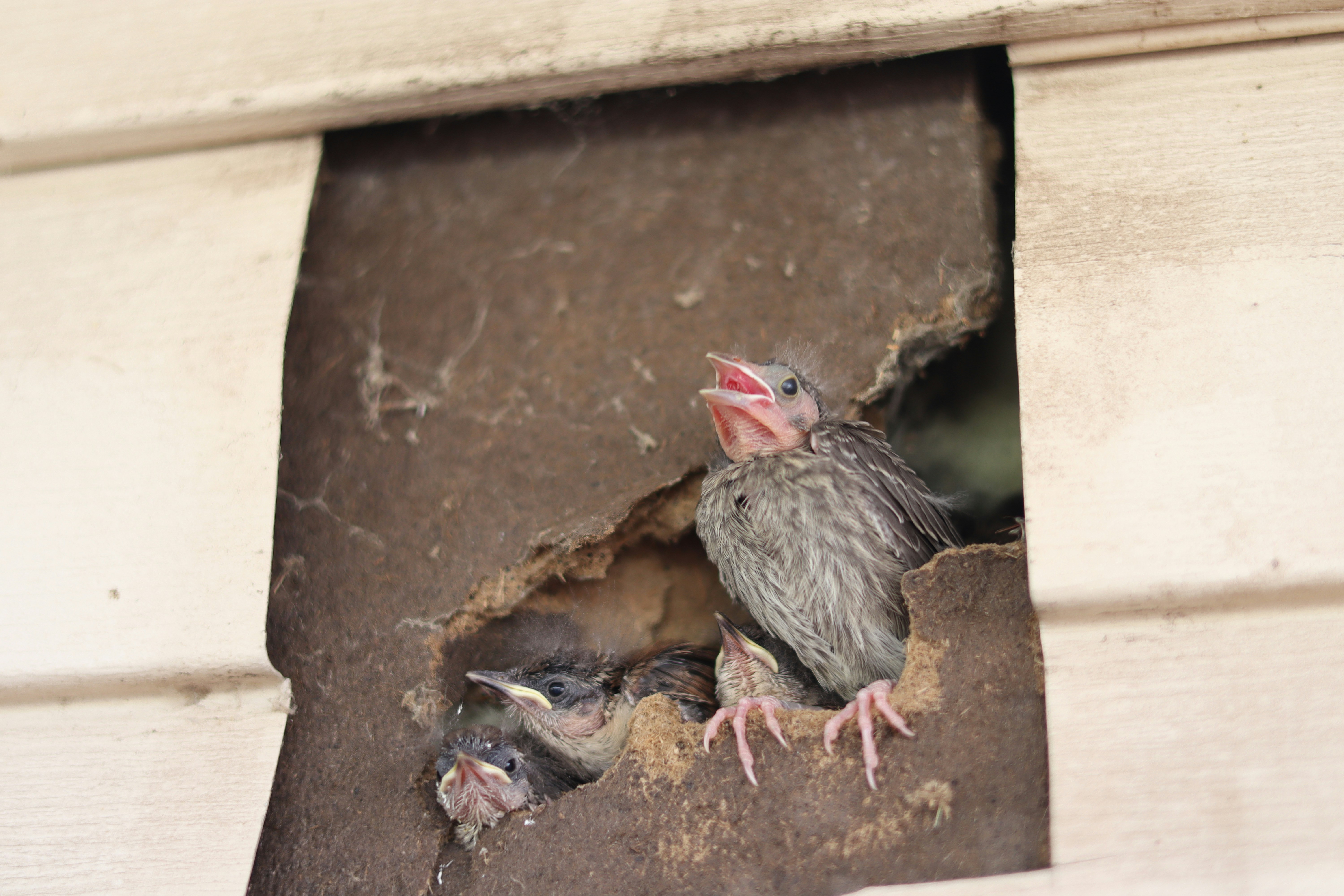 Photograph of a Baird with babies looking out from a piece of broken siding and a hole in the side of the home.