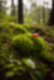 Image by Evan Brockett
