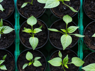 Young green seedlings in black soil-filled pots arranged in a grid pattern. Bright green leaves contrast against dark soil and green trays.