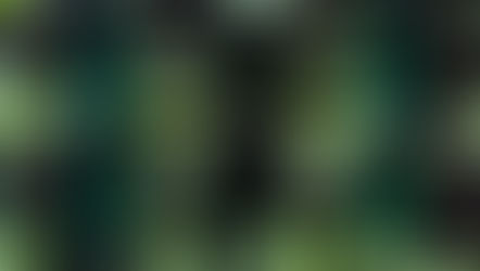 Young green seedlings in black soil-filled pots arranged in a grid pattern. Bright green leaves contrast against dark soil and green trays.