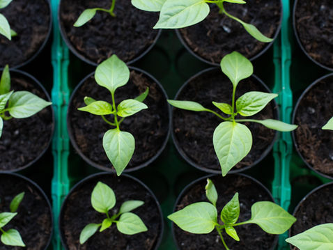 Young green seedlings in black soil-filled pots arranged in a grid pattern. Bright green leaves contrast against dark soil and green trays.