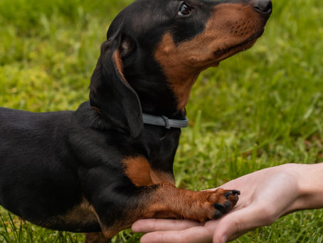 Daschund giving a paw to a human