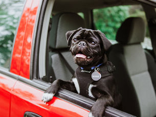 Chien et chat en voiture : faut-il les attacher ?