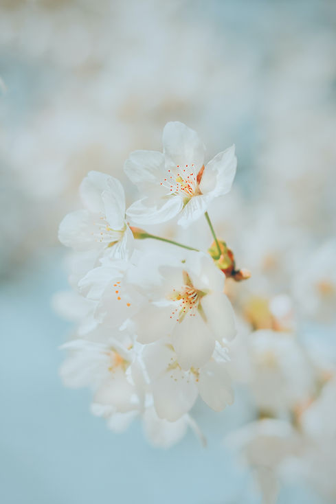 Image by J Lee