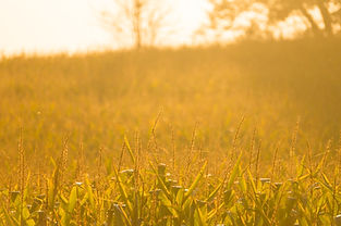 Image by Kyle Hinkson