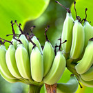 Plantain