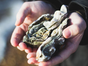 Your Guide to Oyster Farming