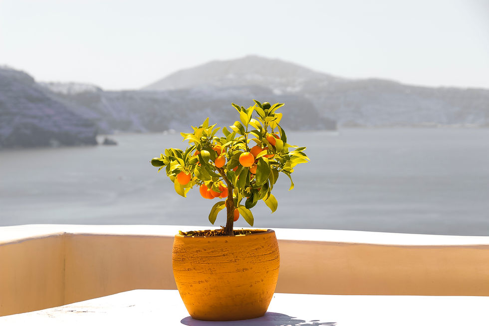 A plant in a pot with mountains in the background