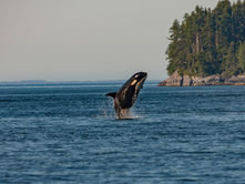 Whale Watching Tours from Victoria BC: a Comprehensive Review by Locals