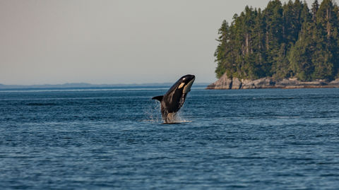 orca whale breaching the surface