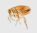flea