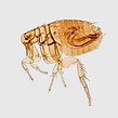 Image by CDC