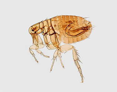 Closeup image of a flea