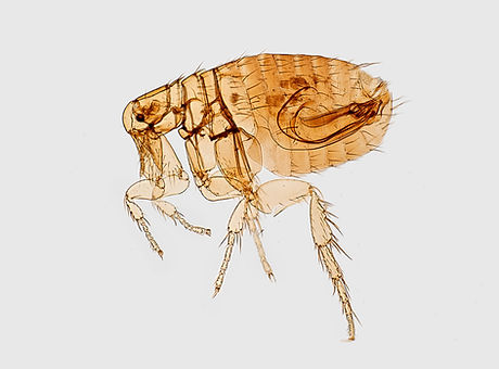 Image by CDC