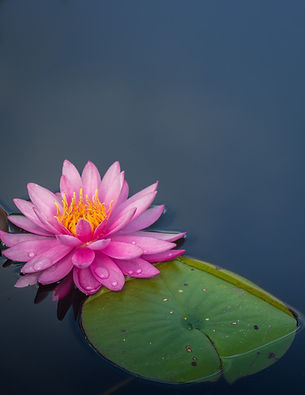 Image by Alfred Schrock
