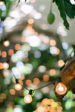 string lights hung in tree
