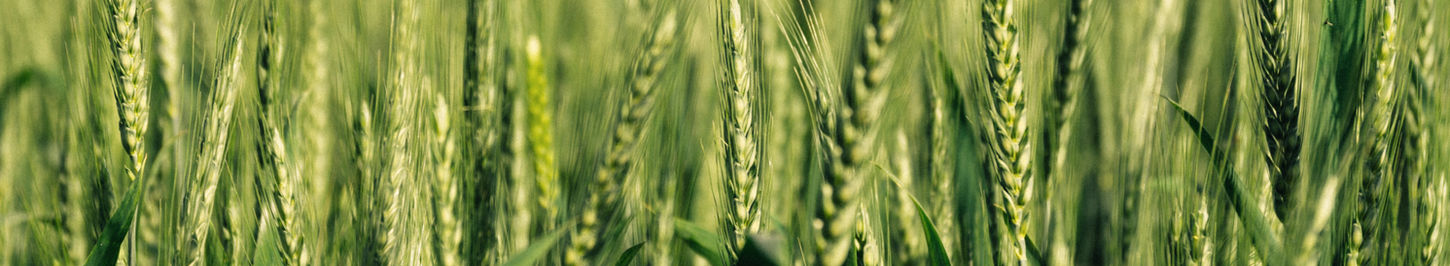 agriculture productive et écologique