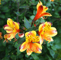 Fleur d'Alstroemeria de couleur jaune/orange 