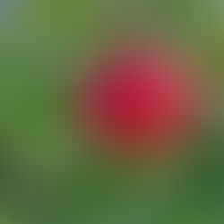 Кога е најдобро време за јадење овошје?