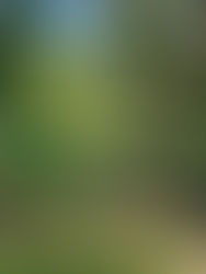 GOVERNMENT ARCHITECT NSW 