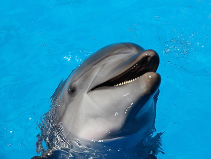 Mnemba Island : DolphinTour