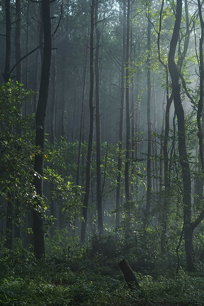 Image by Gede Wirahadi Pradnyana