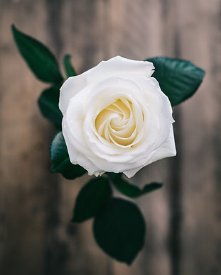 Image by Annie Spratt