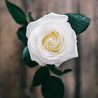Image by Annie Spratt