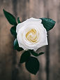 Image by Annie Spratt