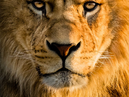 Do Not Be Afraid … Favorites from the New Testament