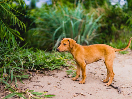 Strengthening Bonds: Family Time with Your Beloved Pets