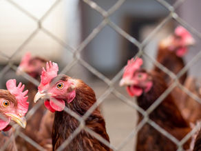 Panduan Sukses Beternak Ayam Kampung