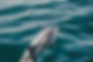 Dolphin tour and guide with saraota boat excursions. best dolphin boat tour that is liscensed and insured.