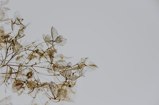 Image by Annie Spratt